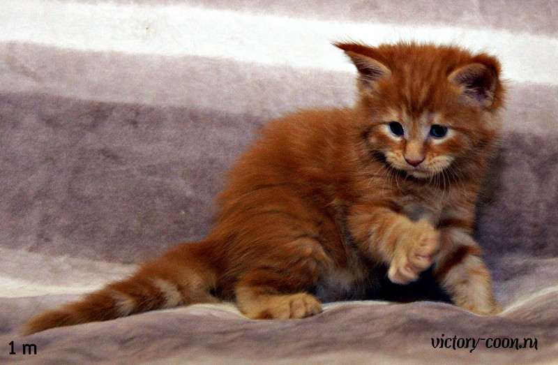 Мальчик, 1 месяц, VICTORY