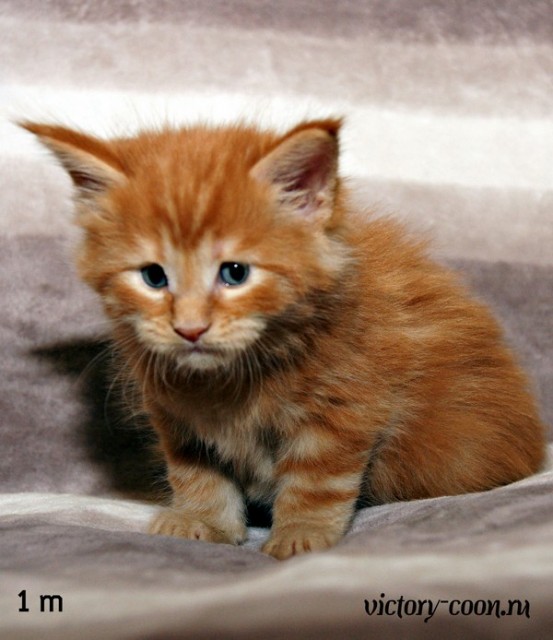 Мальчик, 1 месяц, VICTORY