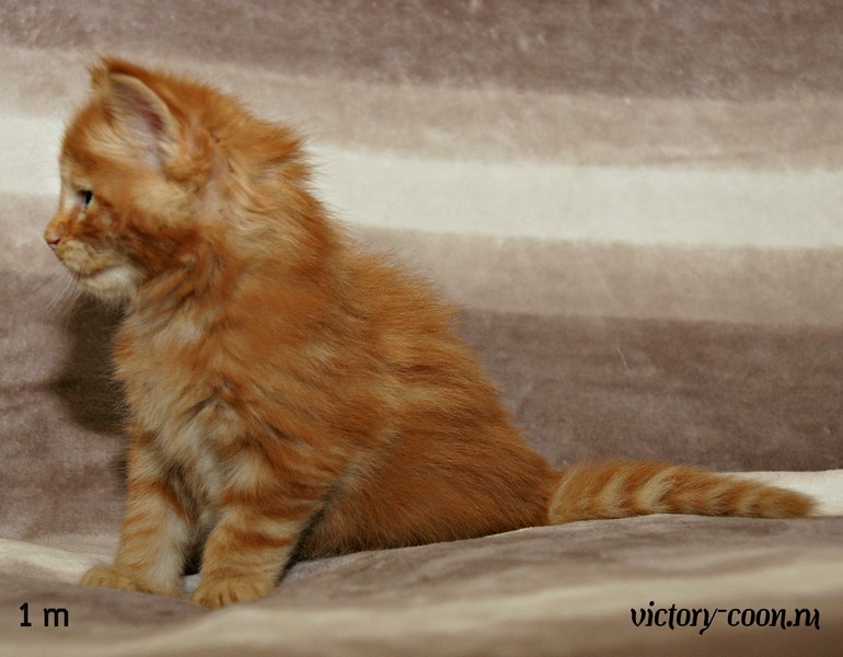 Мальчик, 1 месяц, VICTORY