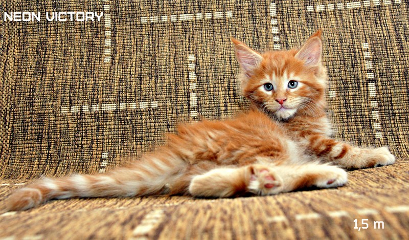 NEON VICTORY, 1,5 месяца