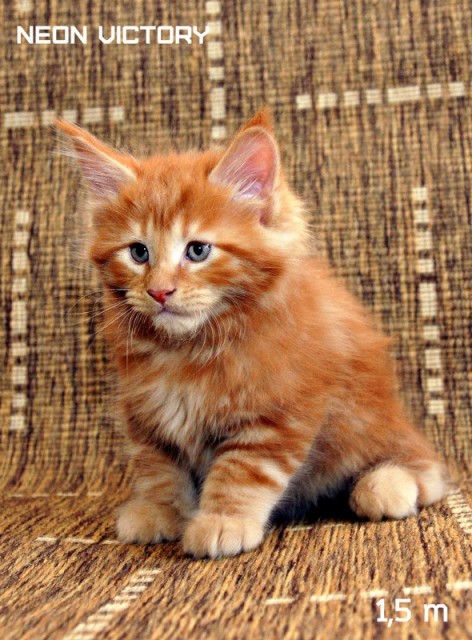 NEON VICTORY, 1,5 месяца