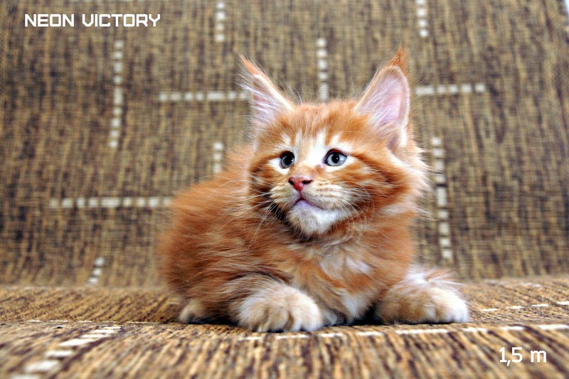 NEON VICTORY, 1,5 месяца