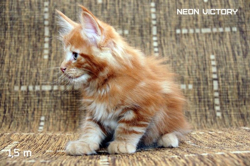 NEON VICTORY, 1,5 месяца