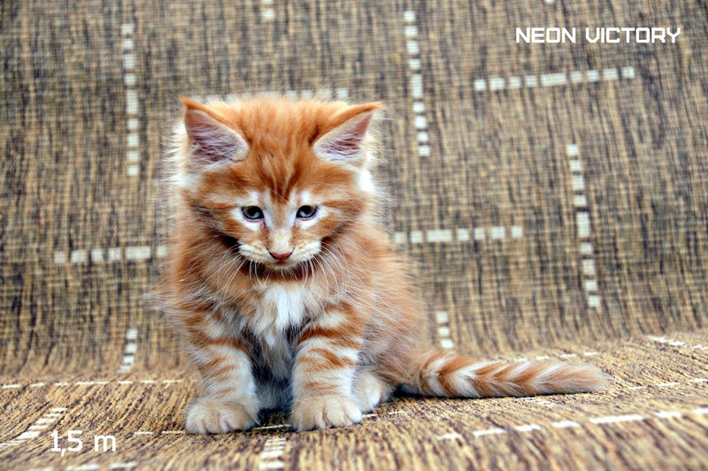 NEON VICTORY, 1,5 месяца