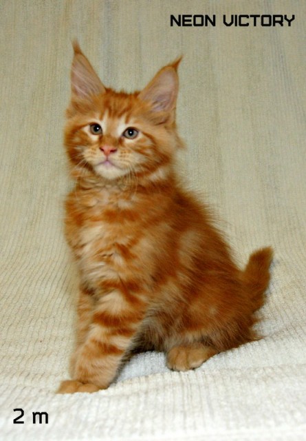 NEON VICTORY, 2 месяца