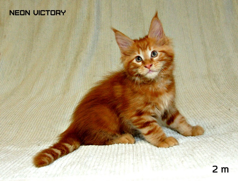 NEON VICTORY, 2 месяца