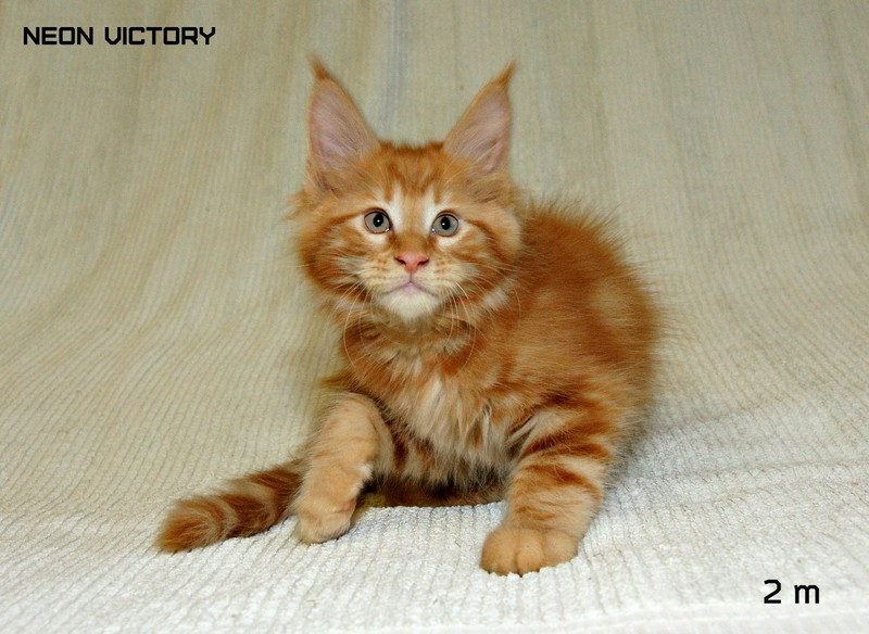 NEON VICTORY, 2 месяца