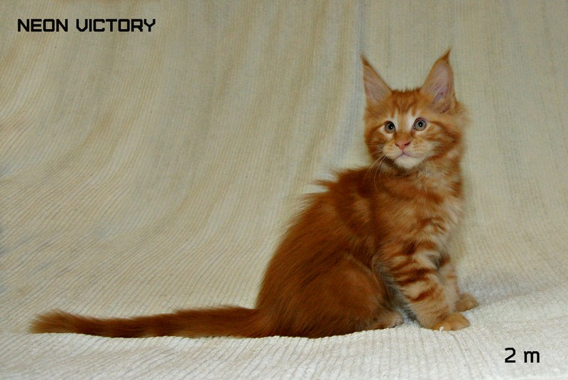 NEON VICTORY, 2 месяца