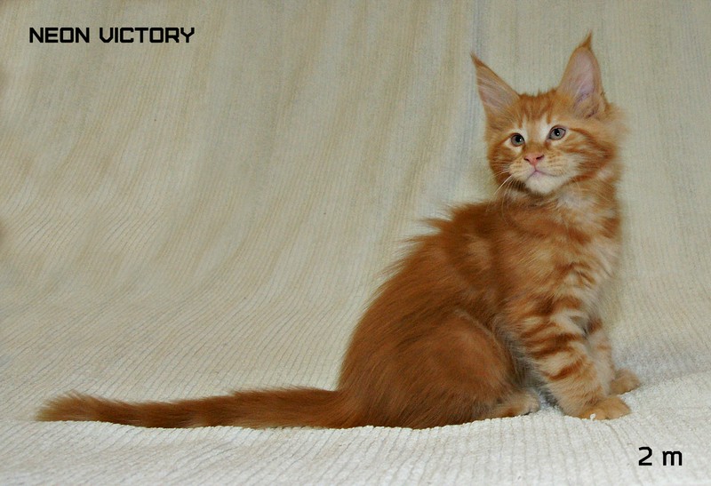 NEON VICTORY, 2 месяца