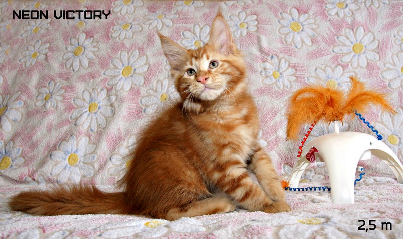 NEON VICTORY, 2,5 месяца