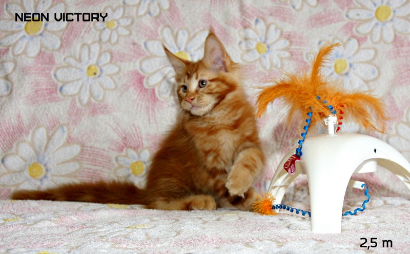 NEON VICTORY, 2,5 месяца