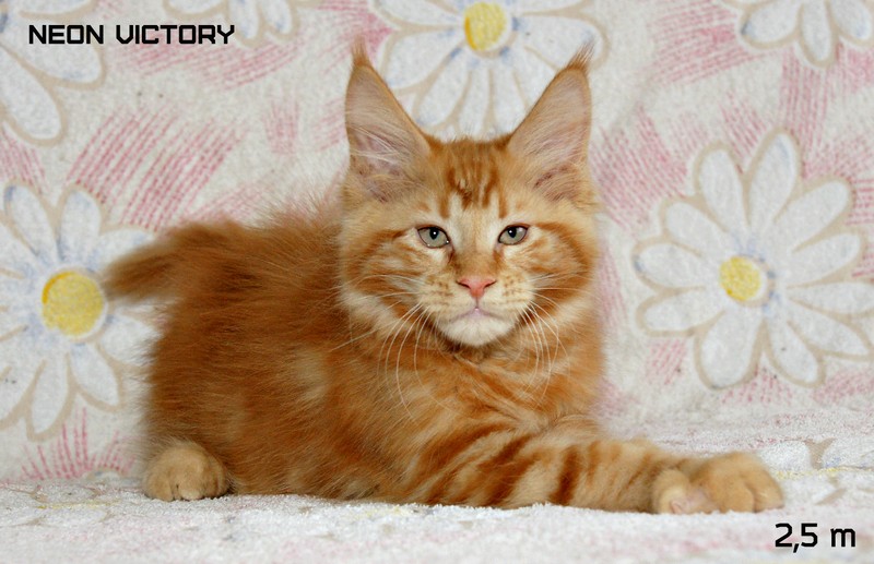 NEON VICTORY, 2,5 месяца