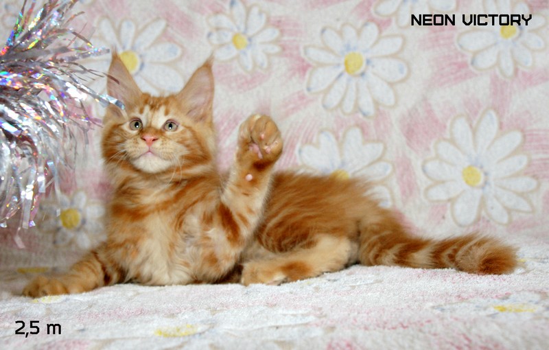 NEON VICTORY, 2,5 месяца