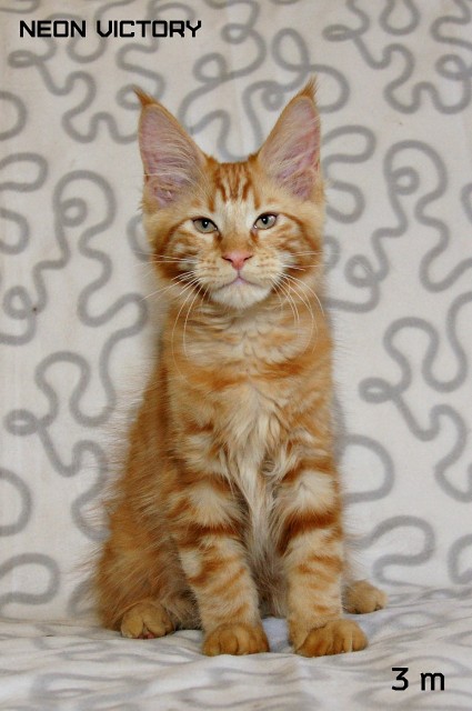 NEON VICTORY, 3 месяца