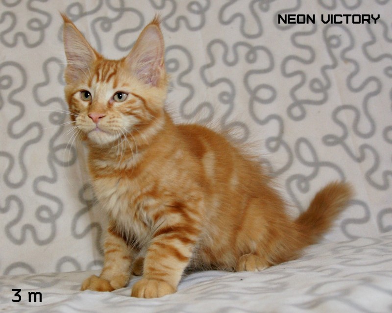 NEON VICTORY, 3 месяца