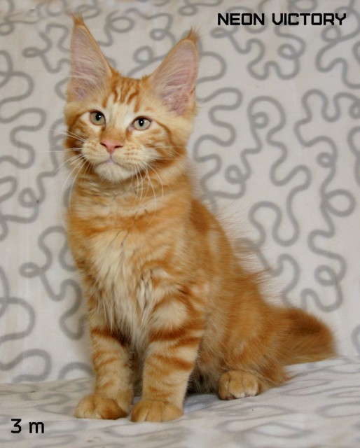 NEON VICTORY, 3 месяца