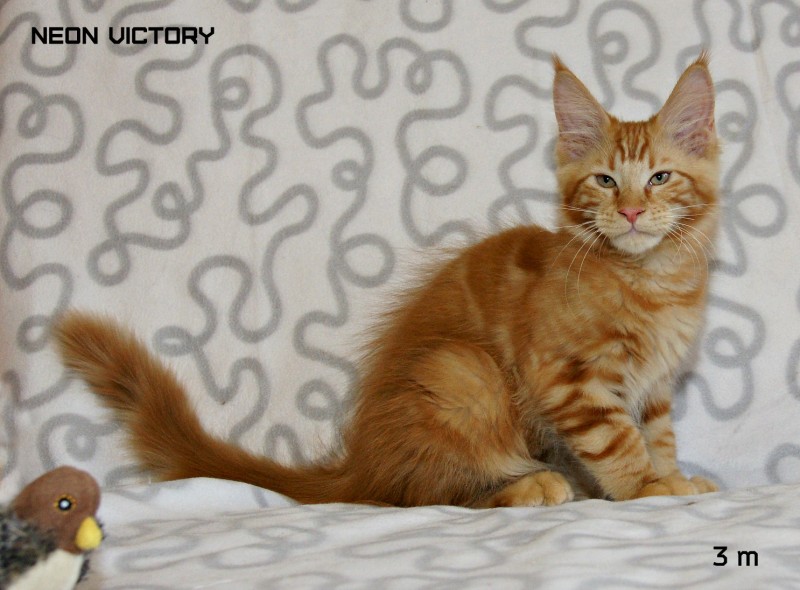 NEON VICTORY, 3 месяца