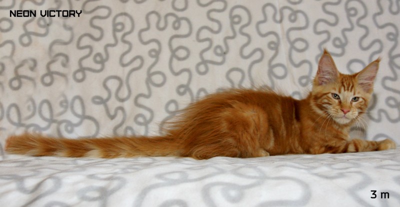 NEON VICTORY, 3 месяца