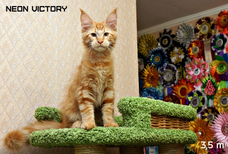 NEON VICTORY, 3,5 месяца