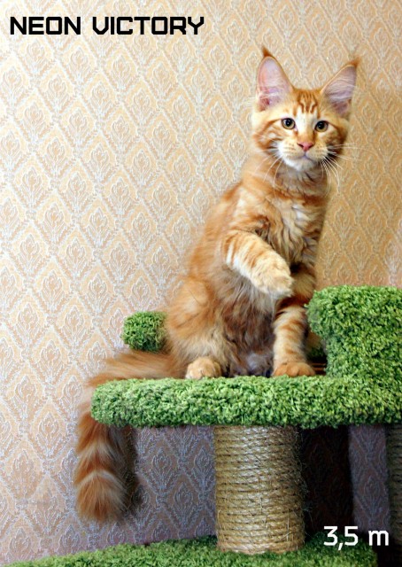 NEON VICTORY, 3,5 месяца