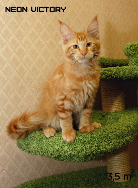 NEON VICTORY, 3,5 месяца