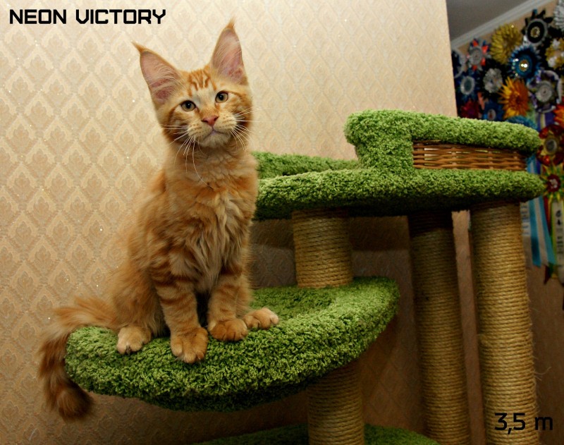 NEON VICTORY, 3,5 месяца