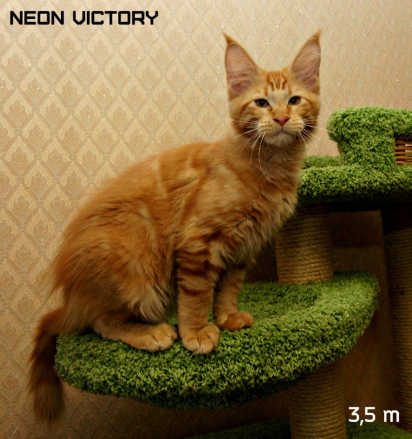 NEON VICTORY, 3,5 месяца