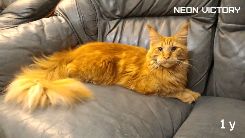 NEON VICTORY, 12 месяцев