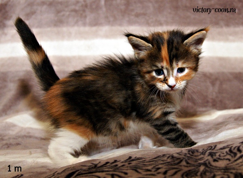 девочка, 1 месяц, VICTORY