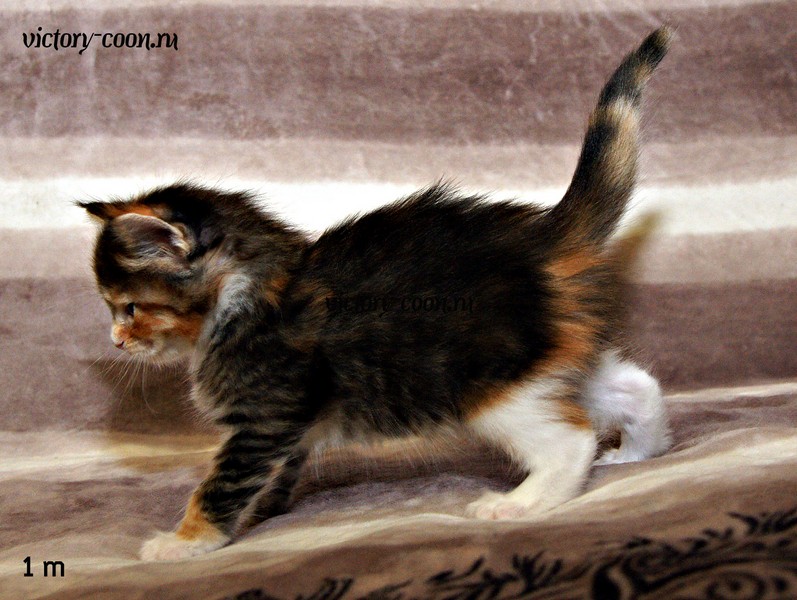 девочка, 1 месяц, VICTORY