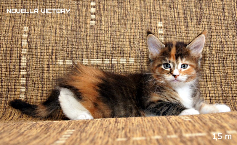 NOVELLA VICTORY, 1,5 месяца