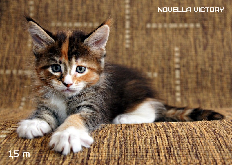 NOVELLA VICTORY, 1,5 месяца