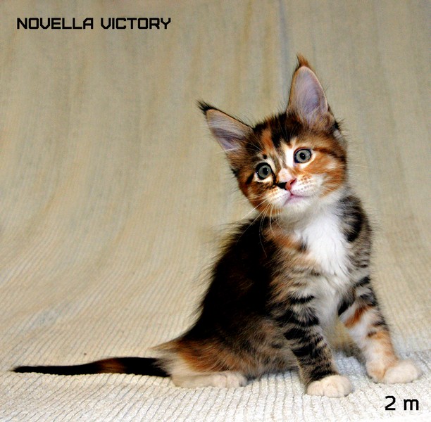 NOVELLA VICTORY, 2 месяца