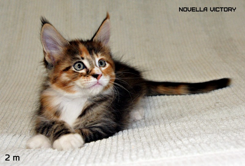 NOVELLA VICTORY, 2 месяца