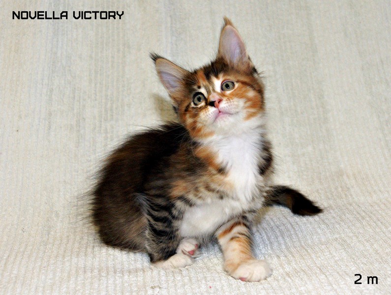 NOVELLA VICTORY, 2 месяца