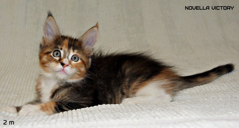 NOVELLA VICTORY, 2 месяца