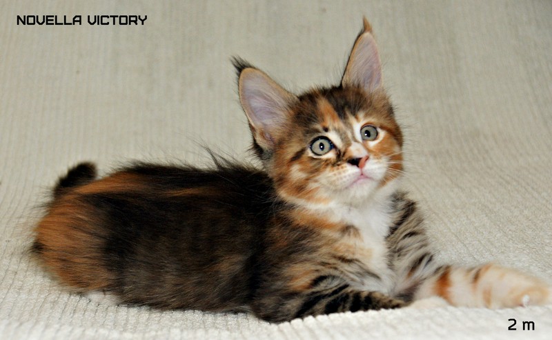 NOVELLA VICTORY, 2 месяца