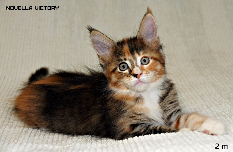 NOVELLA VICTORY, 2 месяца