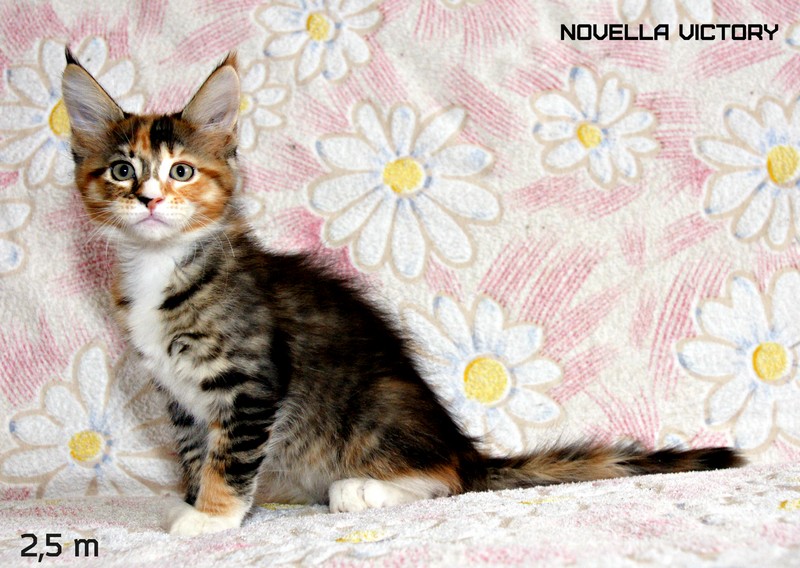 NOVELLA VICTORY, 2,5 месяца