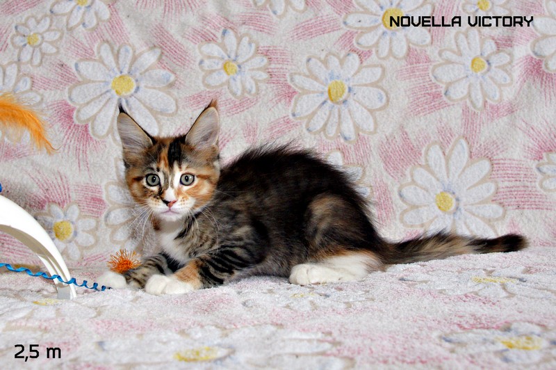 NOVELLA VICTORY, 2,5 месяца