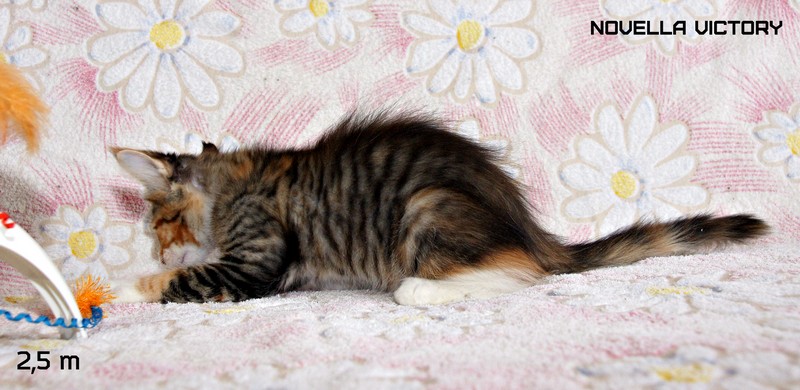 NOVELLA VICTORY, 2,5 месяца