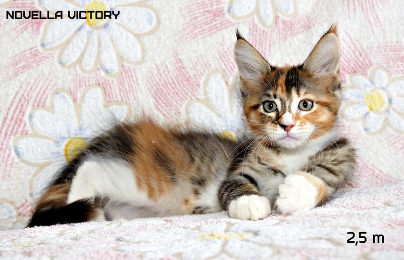 NOVELLA VICTORY, 2,5 месяца