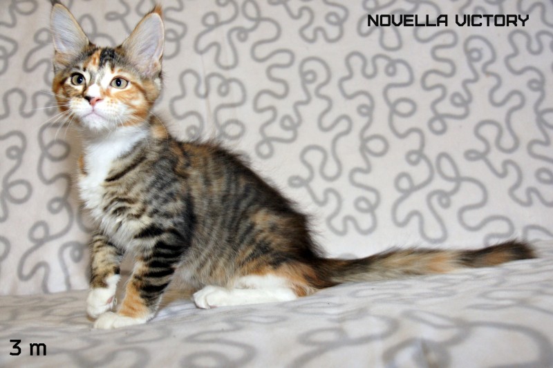 NOVELLA VICTORY, 3 месяца