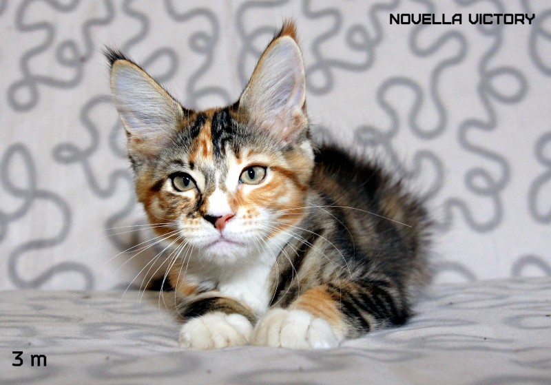 NOVELLA VICTORY, 3 месяца