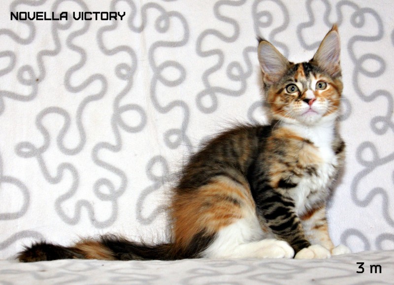 NOVELLA VICTORY, 3 месяца