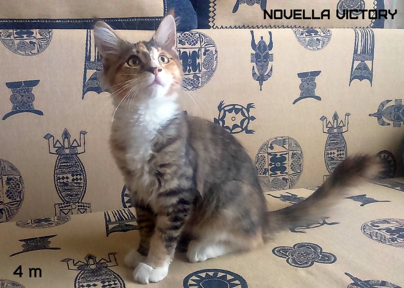 NOVELLA VICTORY, 4 месяца