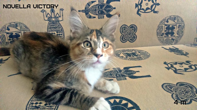 NOVELLA VICTORY, 4 месяца