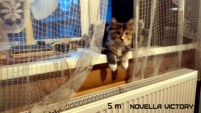 NOVELLA VICTORY, 5 месяцев