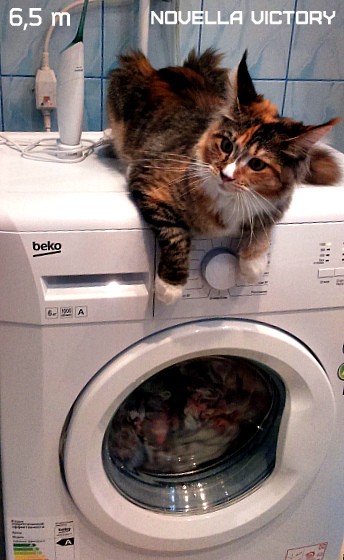 NOVELLA VICTORY, 6,5 месяцев