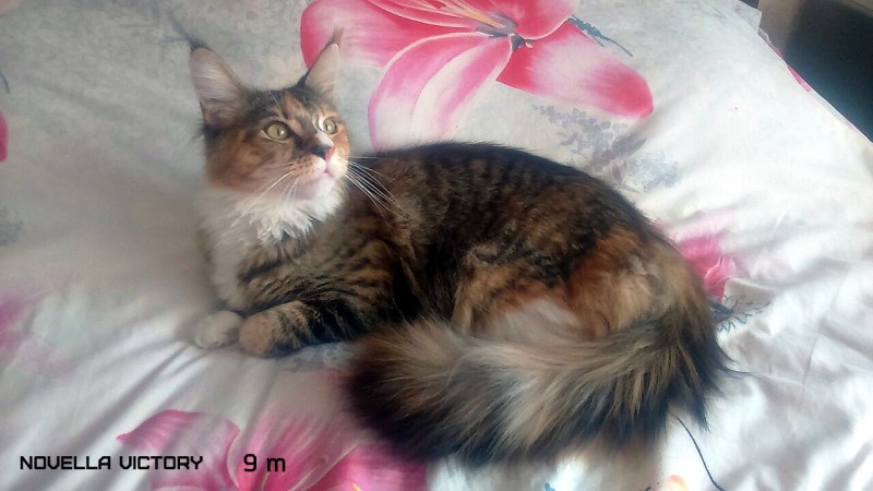 NOVELLA VICTORY, 9 месяцев